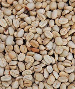 Wet polished robusta green coffee beans grade 1 screen 18